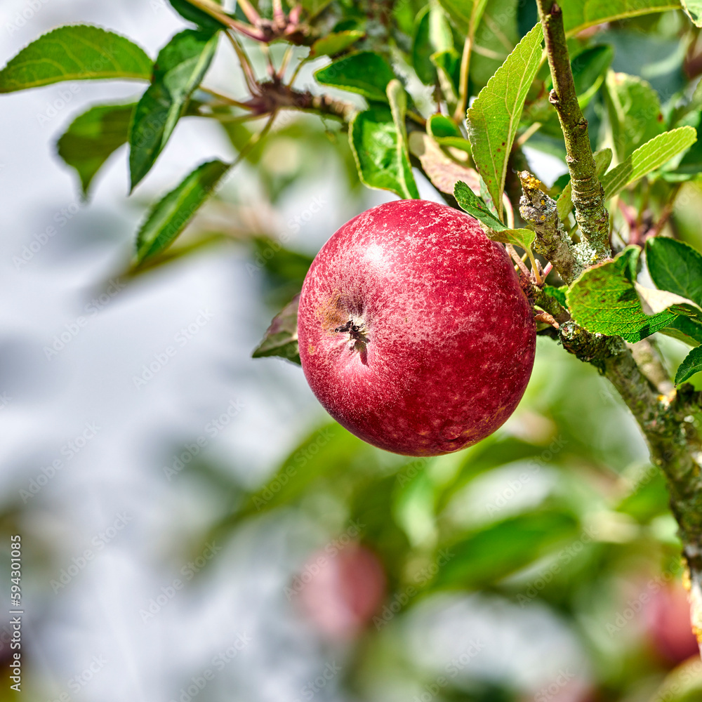 An apple per day keeps the doctor away. Apple-picking has never looked so enticing - a really healthy and tempting treat.. An apple per day keeps the doctor away. Apple-picking has never looked so enticing - a really healthy and tempting treat..