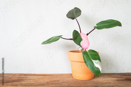 philodendron pink princess on wooden table
