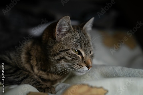 Tabby cat lying on the blanket and looking to the right.