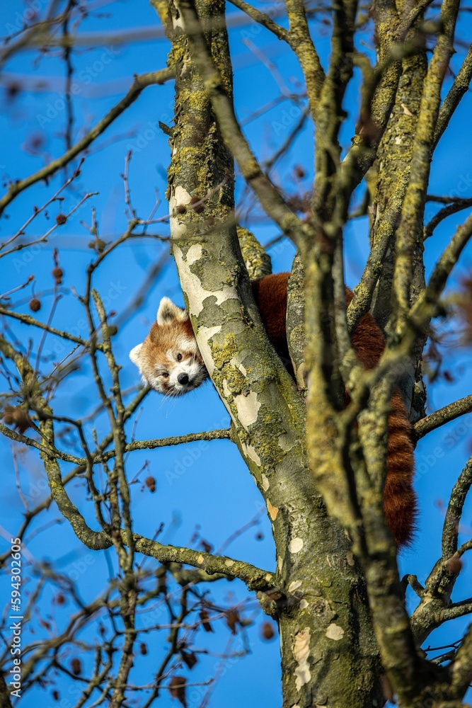 Vertical shot of a red panda on a tree Vertical shot of a red panda on a tree