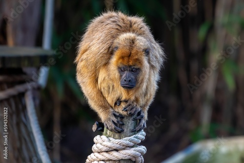 Female black howler monkey sitting on a wooden pole