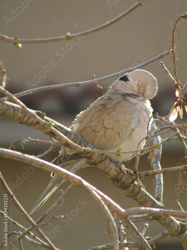 dove on branch