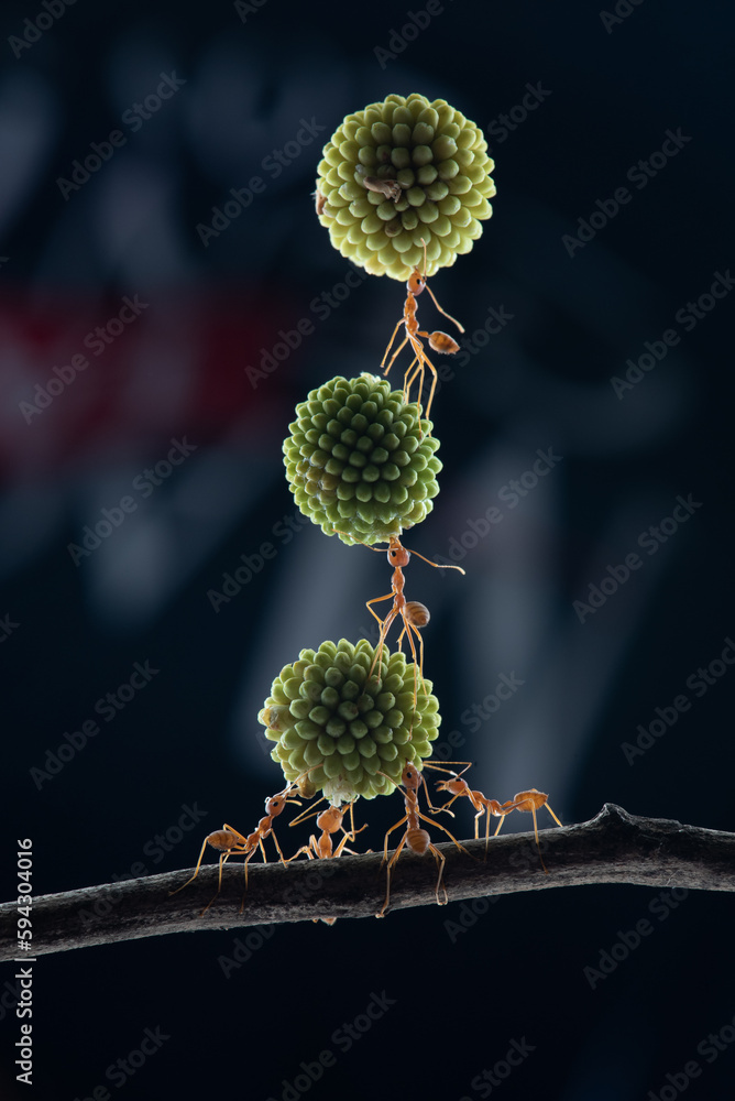 The power of weaver ant,Oecophylla lift Leucaena glauca flower The power of weaver ant,Oecophylla lift Leucaena glauca flower