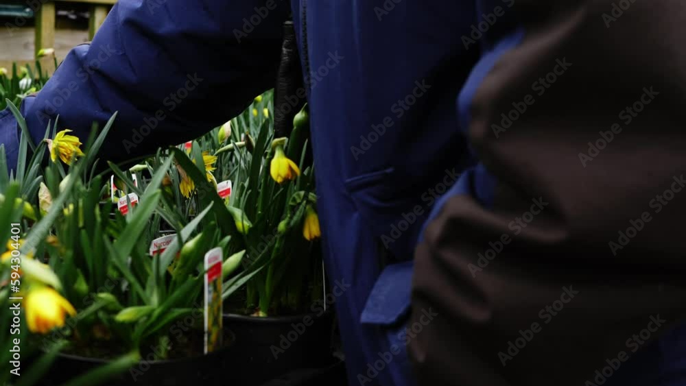 Shopper in garden center looking at daffodil plants Shopper in garden center looking at daffodil plants