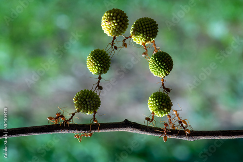 The power of weaver ant,Oecophylla lift Leucaena glauca flower