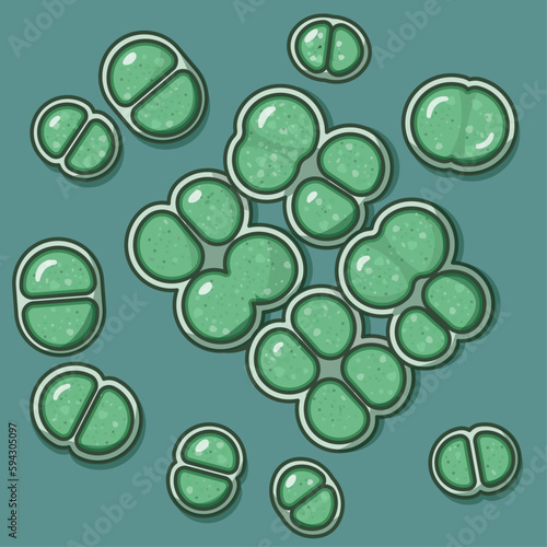 Chroococcus is a photosynthetic cyanobacteria found in freshwater and soil, with a gelatinous sheath, important for primary production and nutrient cycling in aquatic ecosystems.