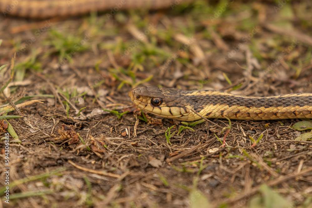 Ribbon Snake stares down a preceived threat Ribbon Snake stares down a preceived threat