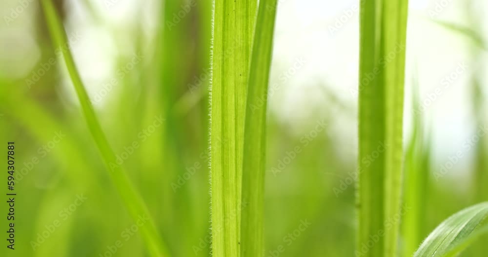Fresh Spring tall green grass blades swaying in the breeze on a forest floor. Low, ground-level macro shot, real time, no people Fresh Spring tall green grass blades swaying in the breeze on a forest floor. Low, ground-level macro shot, real time, no people