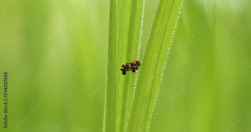 Fresh Spring tall green grass blades swaying in the breeze on a forest floor. Low, ground-level macro shot, real time, no people Fresh Spring tall green grass blades swaying in the breeze on a forest floor. Low, ground-level macro shot, real time, no people