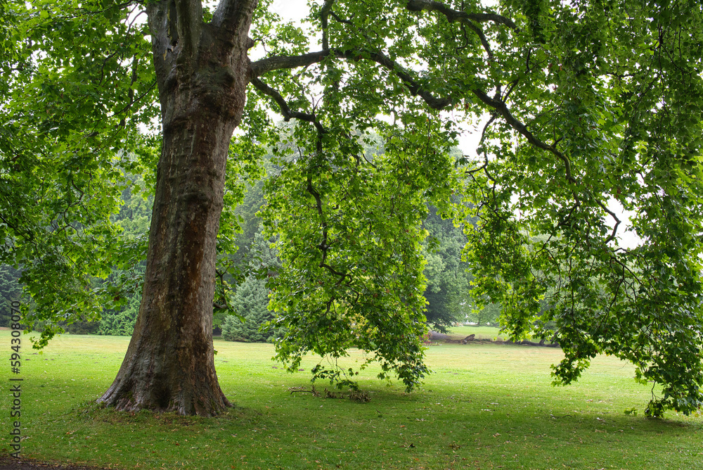 Ahorn Baum in eienm PArk