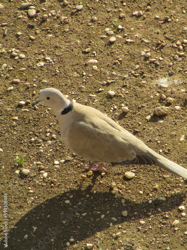  dove on the ground