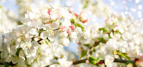 spring flowers in the garden - spring background and greeting card for seasons - apple blossom tree © S.H.exclusiv