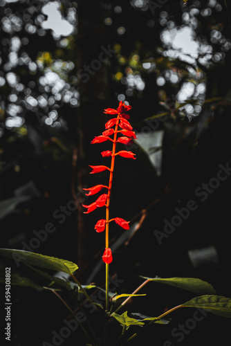 Fotografie Flower