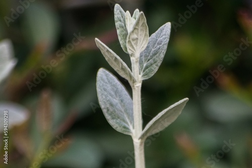 grey plant with leafs called germander tree  in a park