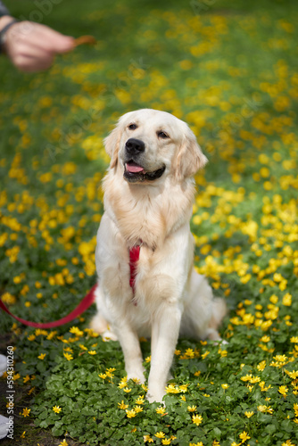 Training the dog with treats. Close-up portrait of a golden retriever dog. The concept of love for animals. Young dog in nature. Dog on the background of green grass and yellow flowers 