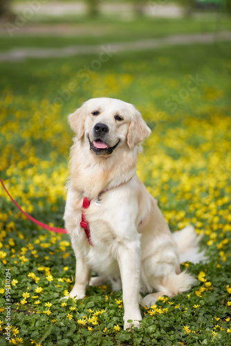 A close-up portrait of a dog of the Golden Retriever breed. The concept of love for animals. Young dog in nature. Dog on the background of green grass and yellow flowers  