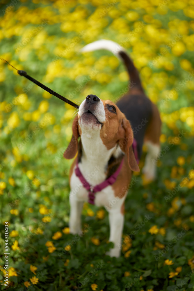 The dog howls. Close-up portrait of a Beagle dog.