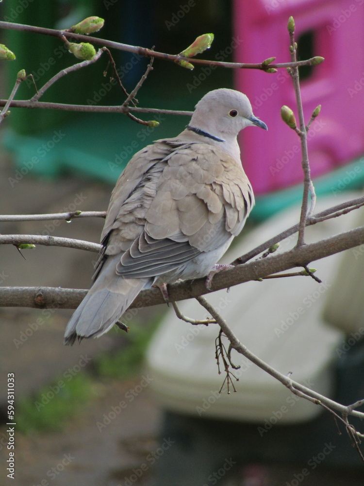 collared dove on a branch collared dove on a branch