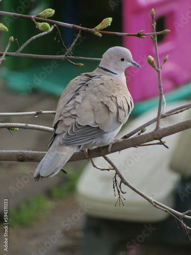 collared dove on a branch