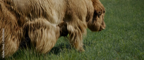 Munching on the lush summer meadow, the long-haired muskox enjoys the succulent green grass beneath its hooves. He moves around field, enjoying warm sun and fresh air, as he feeds on vegetation