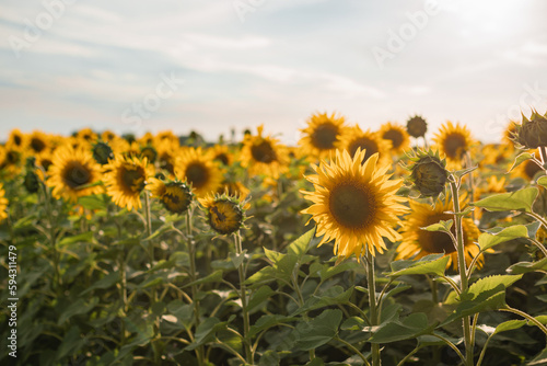 Field of sunflowers on sunny day. Selective focus. 