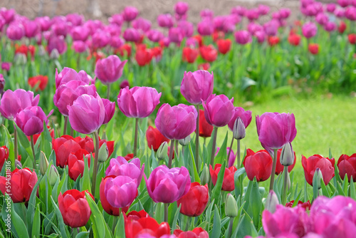 Triumph Tulip  'Negrita'  in flower. © Alexandra