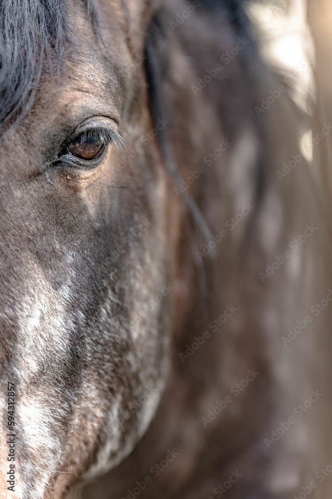 Vertical closeup of an Appaloosa horse face with brown coat and black hair Vertical closeup of an Appaloosa horse face with brown coat and black hair