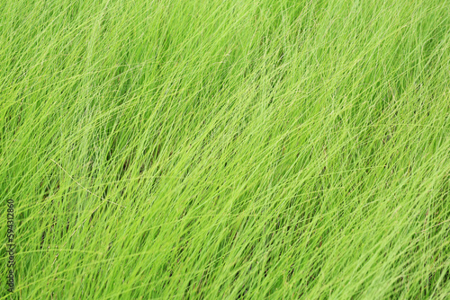 Wild green tall grass as a background. Beautiful natural pattern