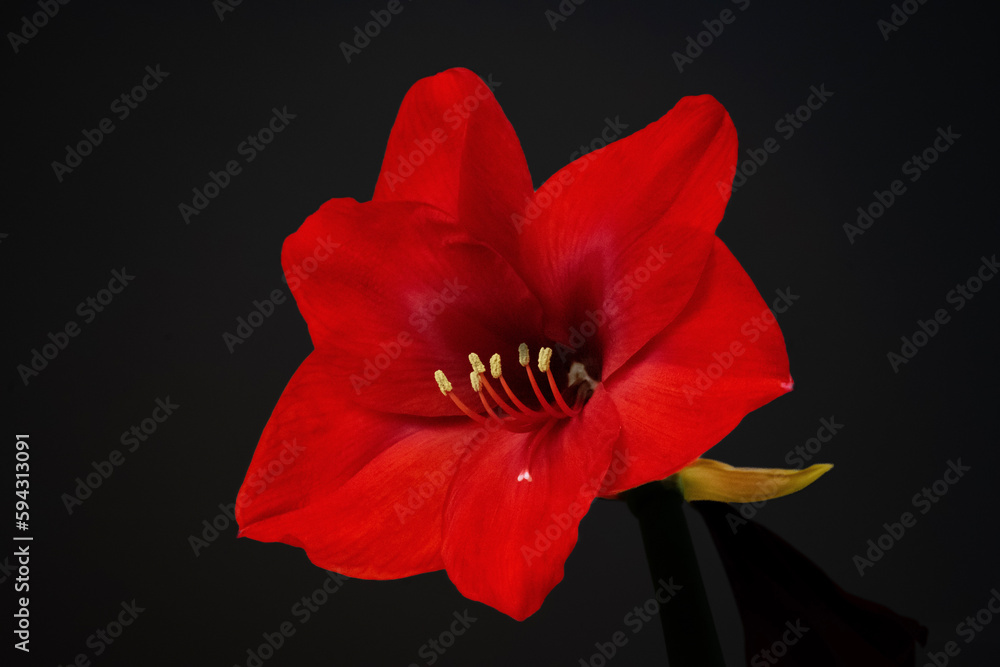 red amaryllis flower on black background