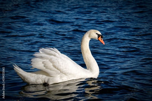 Closeup of a swan swimming on a lake on a sunny day