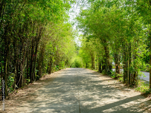 Bamboo forest road way background. Empty concrete street heading to the jungle between the green bamboo with natural light and shadow on countryside.