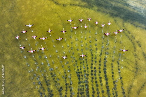 Flock of birds flying in air over green salty lagoon photo