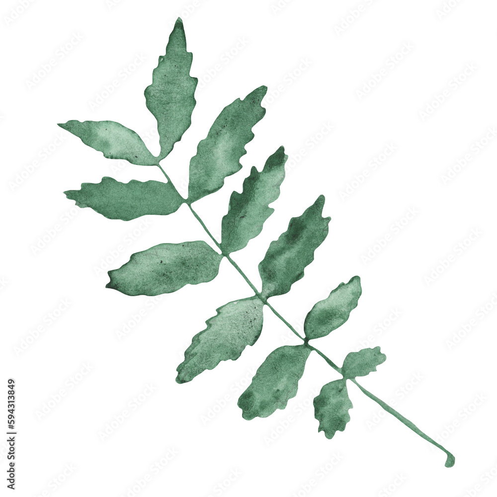 Watercolor green leaves elements. Botanical isolated on white background suitable for Wedding Invitation, save the date, thank you, or greeting card. Watercolor green leaves elements. Botanical isolated on white background suitable for Wedding Invitation, save the date, thank you, or greeting card.