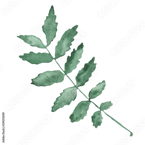 Watercolor green leaves elements. Botanical isolated on white background suitable for Wedding Invitation, save the date, thank you, or greeting card.