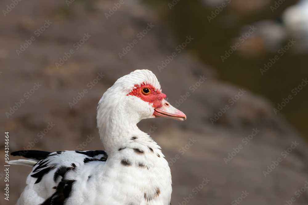 Portrait of a white wild duck.Duck in its natural habitat.