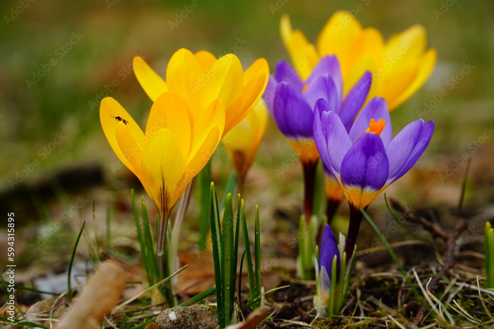 Yellow and blue BEST spring crocus flowers on the green grass background Yellow and blue BEST spring crocus flowers on the green grass background