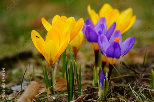Yellow and blue BEST spring crocus flowers on the green grass background