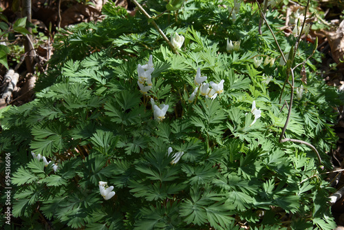 Dutchman's Breeches, Dicentra cucullaria, blooms on the forest floor in Virginia photo