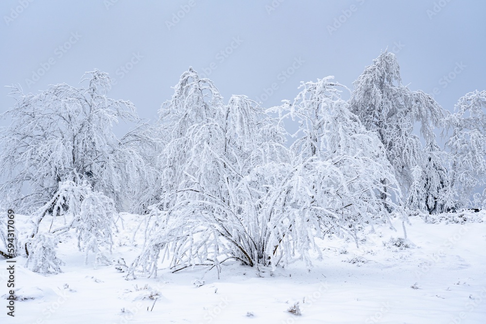 Stunning winter scene with snow-covered trees and shrubs providing a dazzling contrast