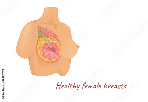Concept Mammary glands female breasts. This illustration depicts the female breast and its internal structures in a flat, vector style. Vector illustration.