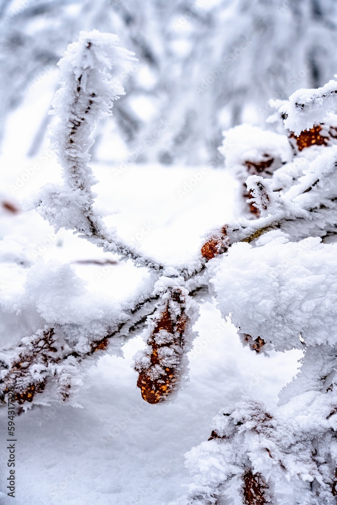 Thick layer of snow coats a tree branch, highlighting the vibrant orange of its leaves