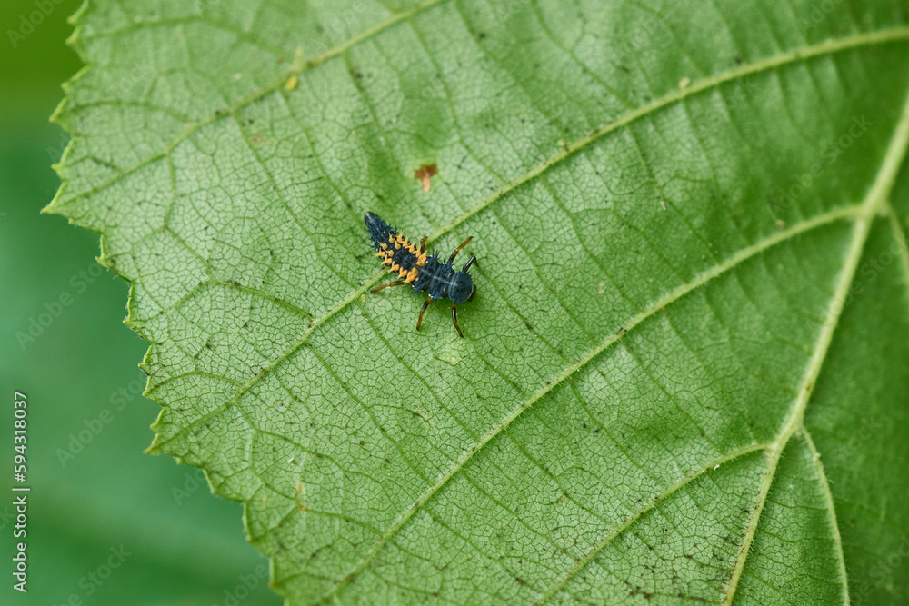 Larve des Asiatischen Marienkäfers (Harmonia axyridis) Larve des Asiatischen Marienkäfers (Harmonia axyridis)