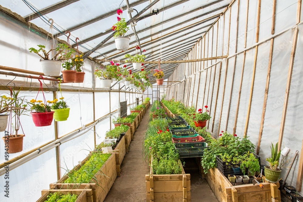 Plants and flowers growing in a greenhouse