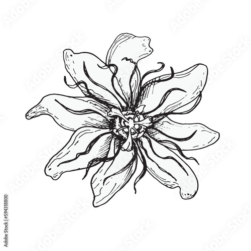 Passion flower vector illustration isolated on white background. Blue tropical plant hand drawn. Passiflora design element for wrapping, menu, market, herbal tea, ice-cream, stickers, tableware