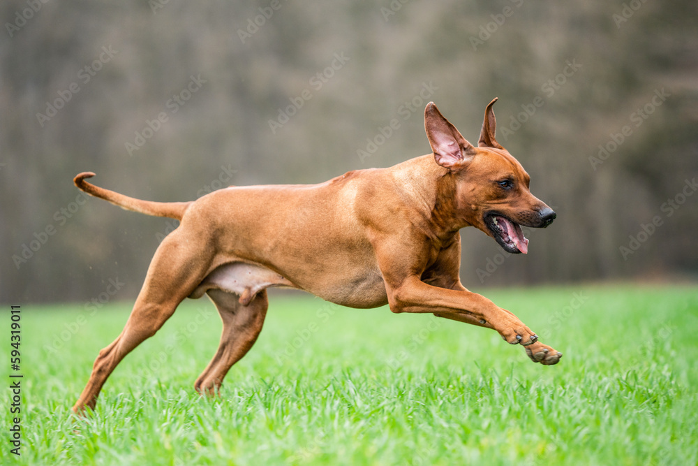 Rhodesian ridgeback running athletic dog 