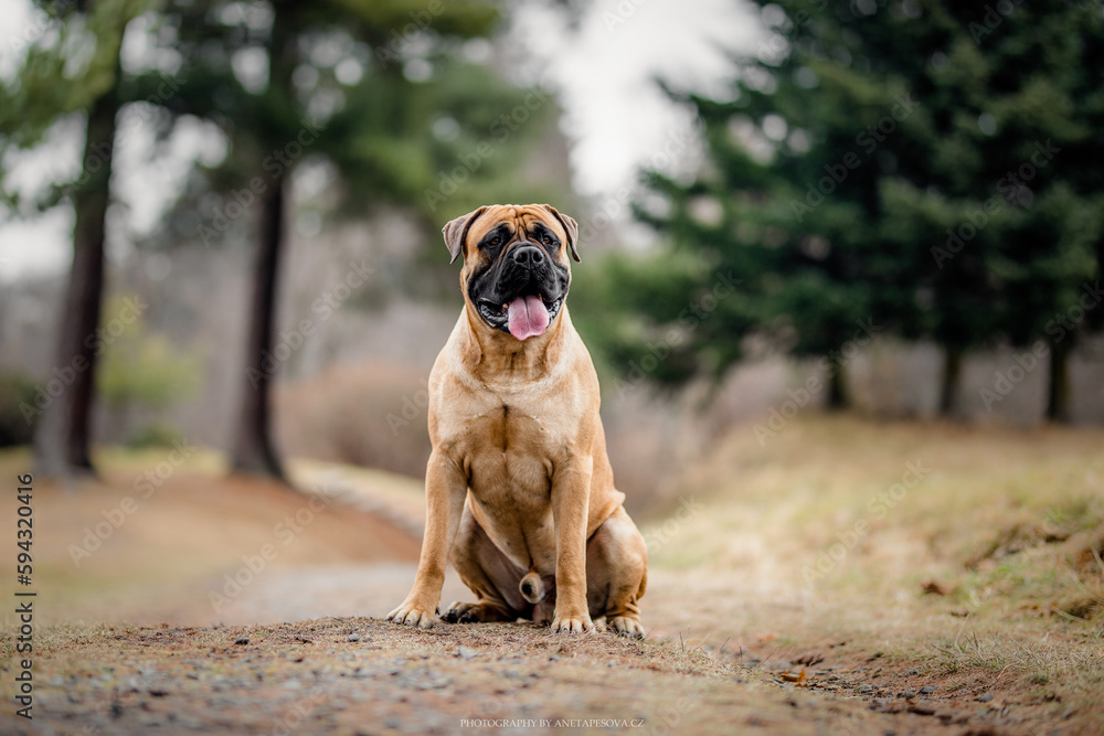 Bullmastiff dog sitting in the nature forest