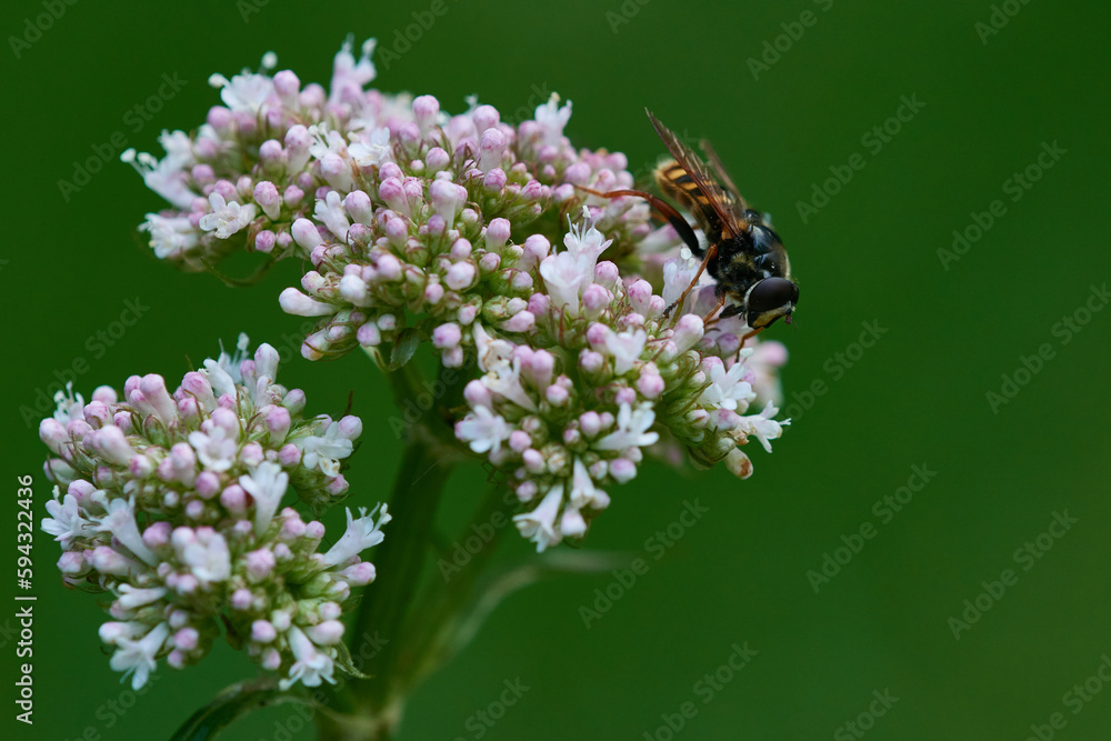 Echter Baldrian (Valeriana officinalis) mit Schwebfliege Echter Baldrian (Valeriana officinalis) mit Schwebfliege