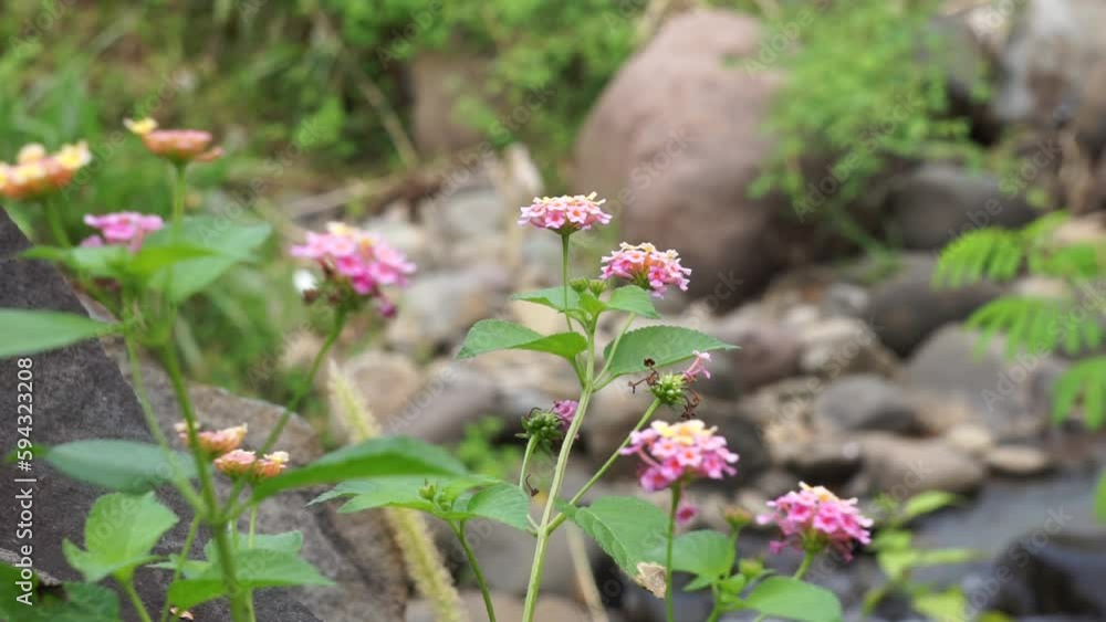 Lantana camara (tahi ayam, sailara, tembelekan, common lantana, big sage, wild sage, red sage, white sage, tick berry, West Indian lantana, umbelanterna) with natural backrgound. Lantana camara (tahi ayam, sailara, tembelekan, common lantana, big sage, wild sage, red sage, white sage, tick berry, West Indian lantana, umbelanterna) with natural backrgound.