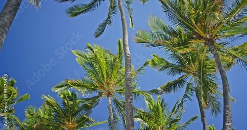 Looking Up and Surrounded by Huge Palm Trees photo