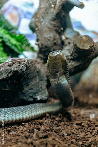 Closeup of Cobra snake near tree bark